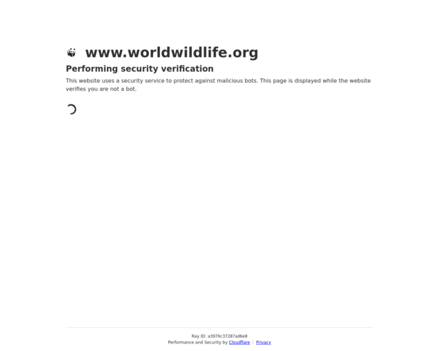 Screenshot of the World Wildlife Federation website